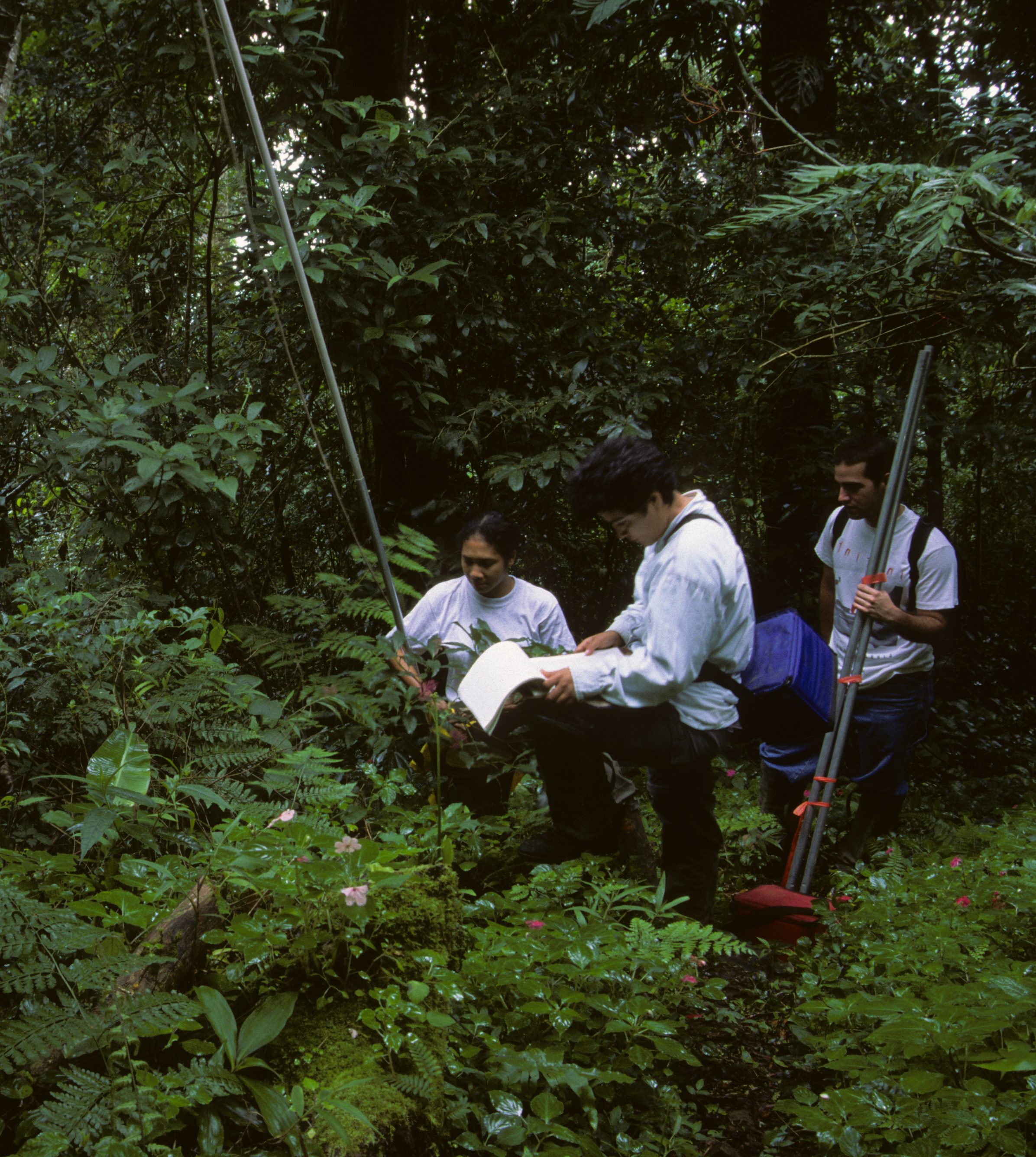 Nayda and assistants collecting leaves.